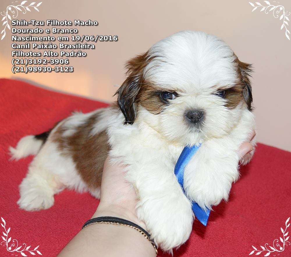 cachorro shih tzu para vender